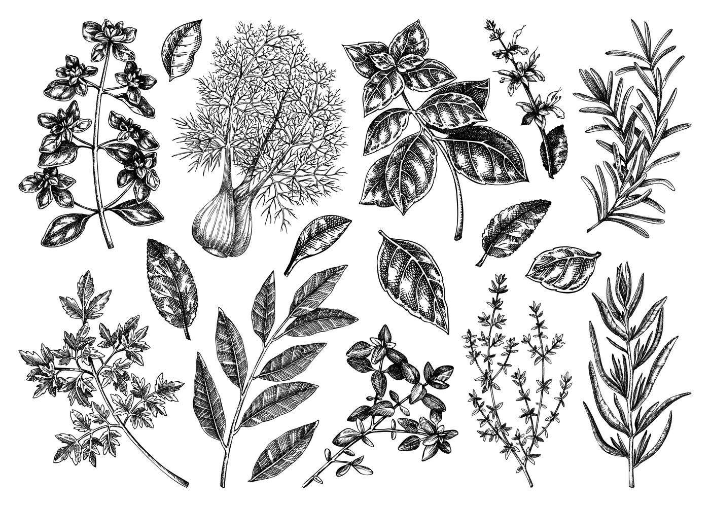 Italian cuisine herb and spice sketches set. Basil, mint, rosemary, parsley, sage, bay leaf, fennel drawing. Kitchen spices hand-drawn vector illustration. NOT AI genereted Illustration